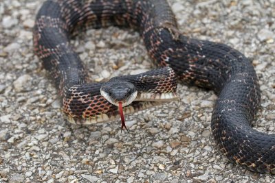 Black Rat Snake