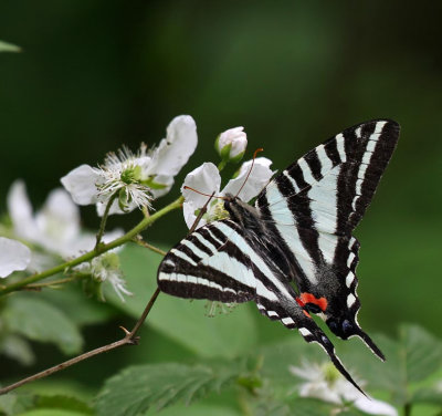 Zebra Swallowtail