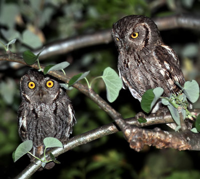 Western Screech-Owls