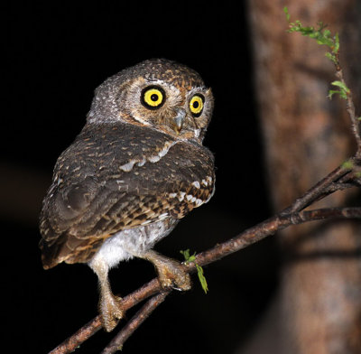 Elf Owl
