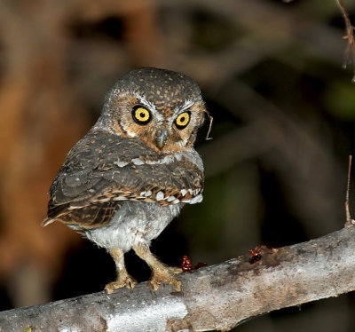 Elf Owl