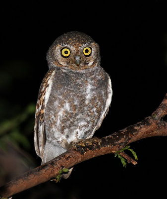 Elf Owl