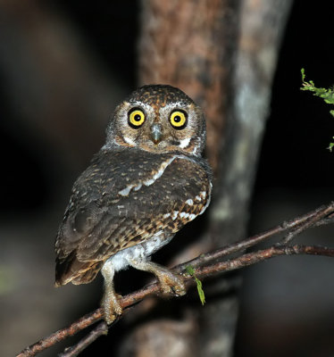 Elf Owl