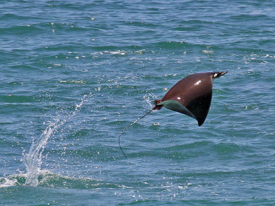 Flying Mobula Ray