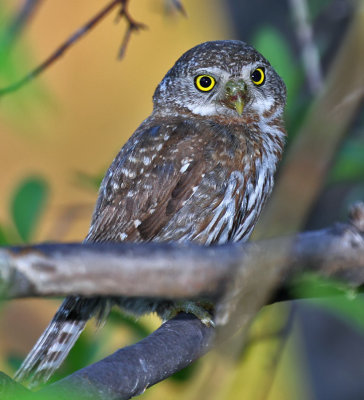 Baja Pygmy-Owl