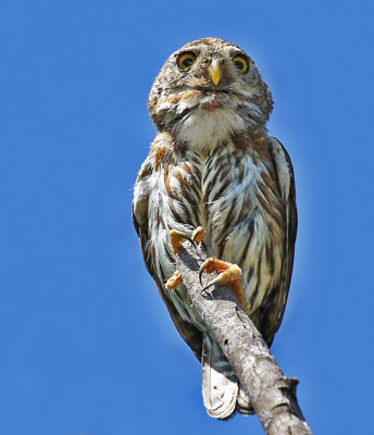 Baja Pygmy-Owl
