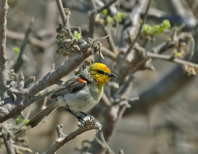 Verdin