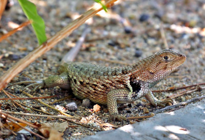 Baja California Spiny Lizard