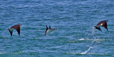 Flying Mobula Rays