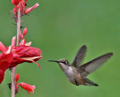 Ruby-throated Hummingbird