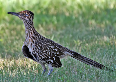 Greater Roadrunner