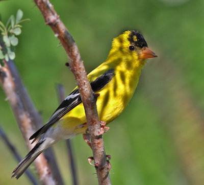 American Goldfinch