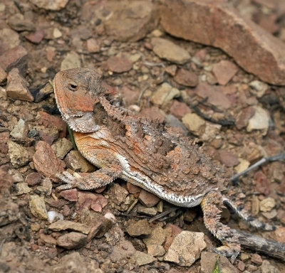 Greater Short-horned Lizard