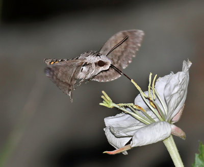Five-spotted Hawk Moth