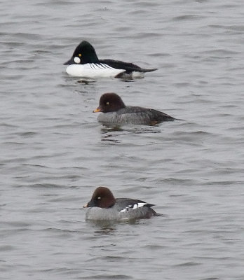 Barrow's Goldeneye