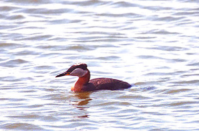 Red-necked Grebe