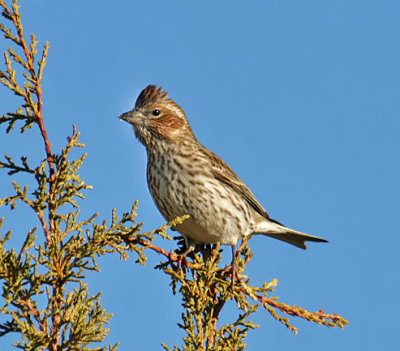 Cassin's Finch