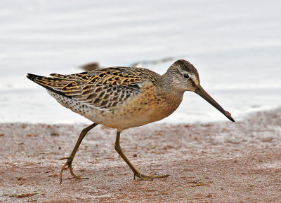 Short-billed Dowitcher