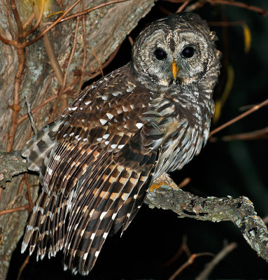 Barred Owl