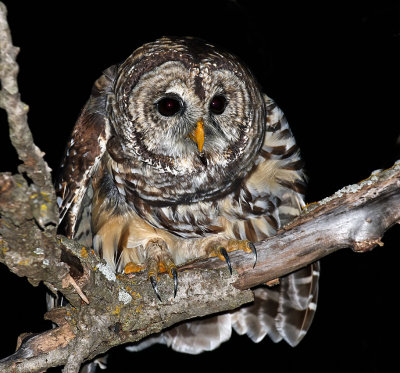 Barred Owl