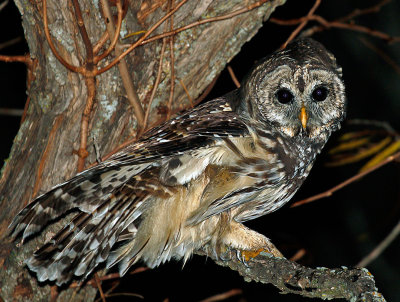 Barred Owl