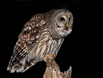 Barred Owl