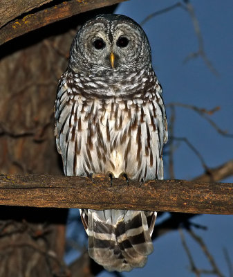 Barred Owl