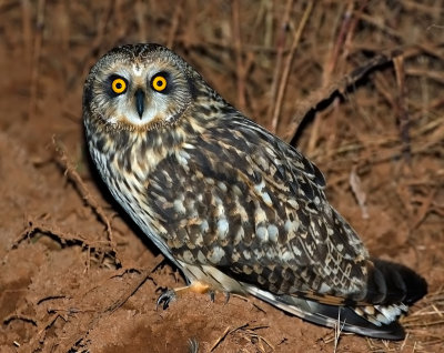 Short-eared Owl