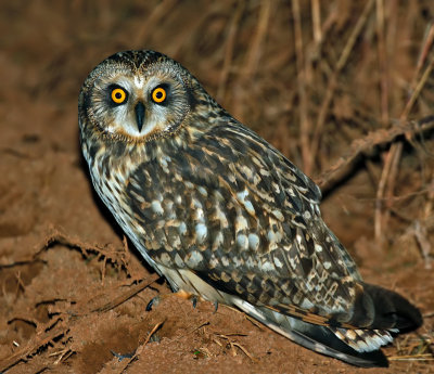 Short-eared Owl