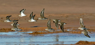 Least Sandpipers
