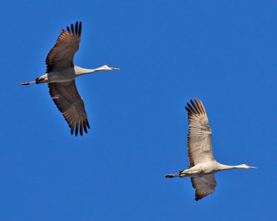 Sandhill Cranes
