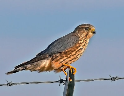 Merlin