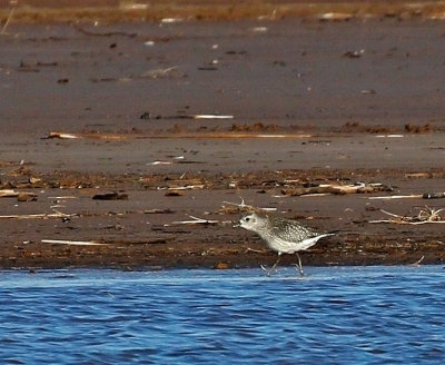 Black-bellied Plover