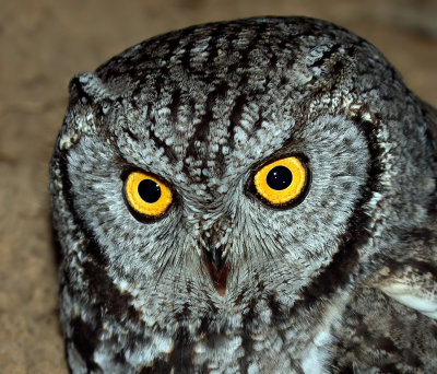 Western Screech-Owl