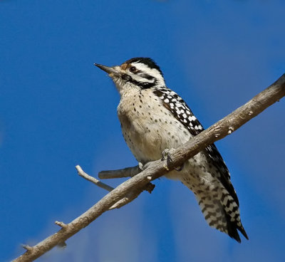 Ladder-backed Woodpecker