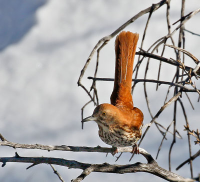 Brown Thrasher