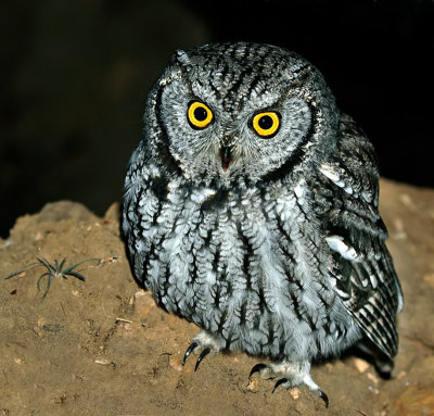 Western Screech-Owl