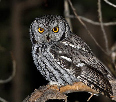 Western Screech-Owl