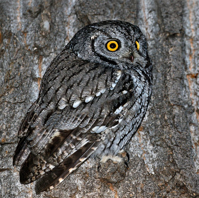 Western Screech-Owl