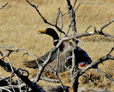 Mallard