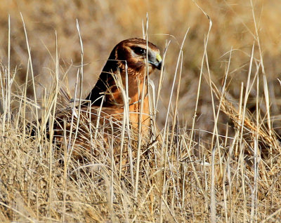 Northern Harrier