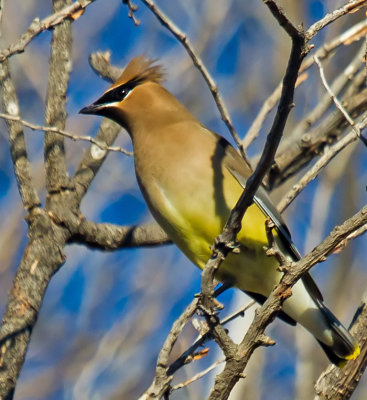 Cedar Waxwing