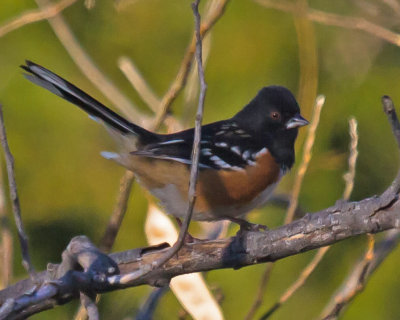 Spotted Towhee