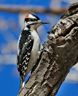 Hairy Woodpecker