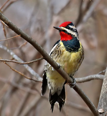 Yellow-bellied Sapsucker