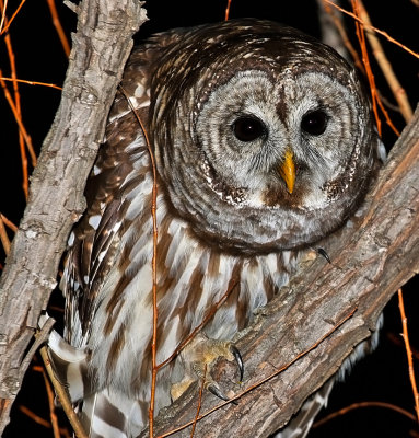 Barred Owl