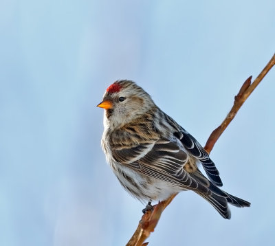 Common Redpoll