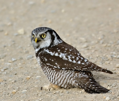 Northern Hawk-Owl