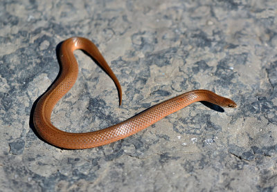 Western Smooth Earthsnake