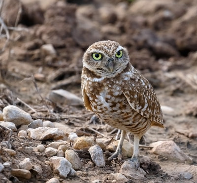 Burrowing Owl